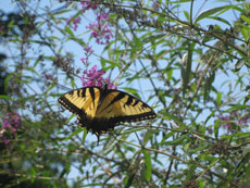 Butterfly in a tree