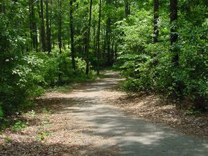 A wooded walking trail surrounded by trees.