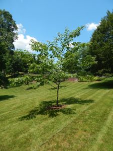 A five-year-old Chestnut Tree on the Buckingham Campus at Cornwall Manor