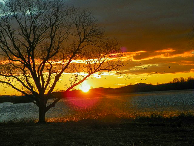 Snow Geese at Middle Creek during the sunset