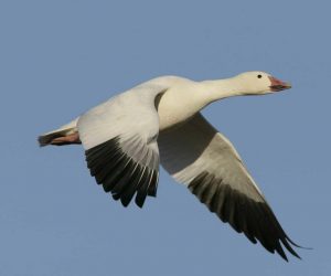 A snow goose flying through the sky.
